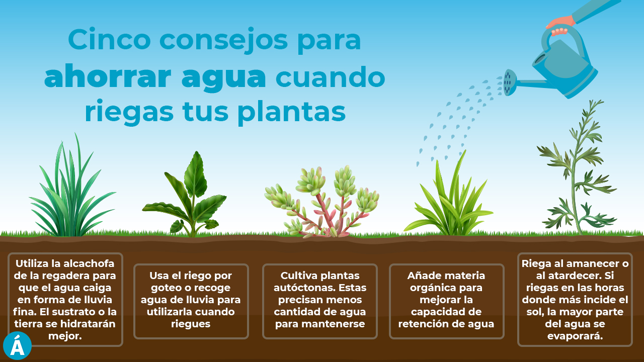 Consejos prácticos: Cómo ahorrar agua al regar tus plantas y cuidar el medio ambiente