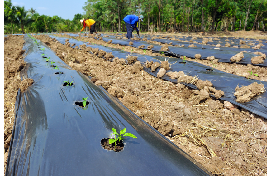 Consejos prácticos: Cómo ahorrar agua en la agricultura de manera efectiva