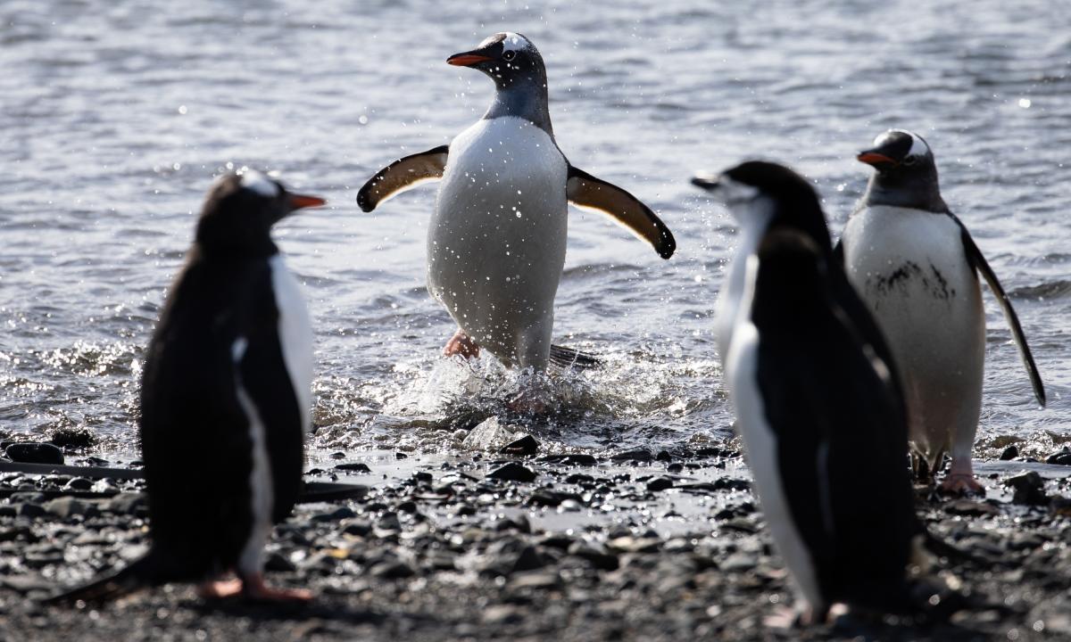 ¿Cuánto consume un pingüino? Descubre el impacto ambiental de estas adorables aves